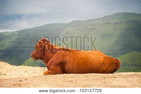 The Red Cow Lies On A Pasture In Mountains
