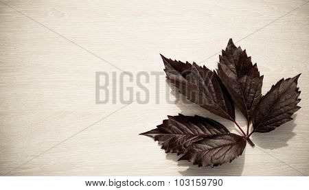 Dark Leaf Of Grapes In A Corner On A Light Wooden Board In A Sunny Day