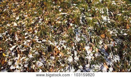 The Fallen Leaves Of A Birch On A Grass Covered With The First Snow
