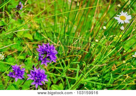 A Beetle On A Purple Flower