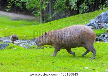 Capybara (hydrochoerus Hydrochaeris)