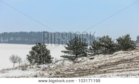 Trees In Field Covered By Snow. Winter Scenery