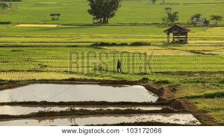 Farmer Walking In The Paddy Field