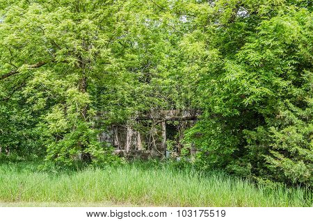 Overgrown