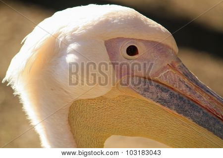 Pelican head