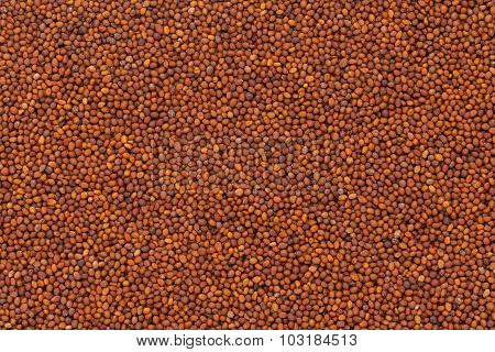 Organic Small Brown Mustard Seeds.