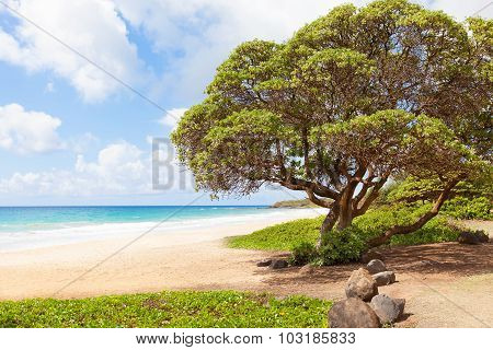Kealia Beach At Kauai Island