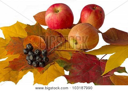 Autumn Bouquet And Apples Ans Black Rowan