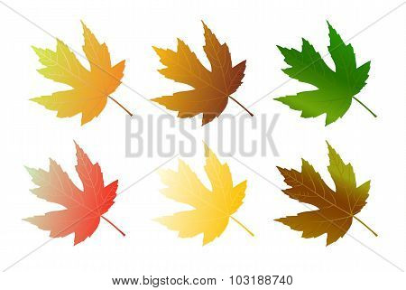 Maple leaves