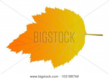 Yellow autumn leaf