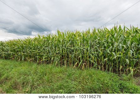 Fodder Maize Plants From Close