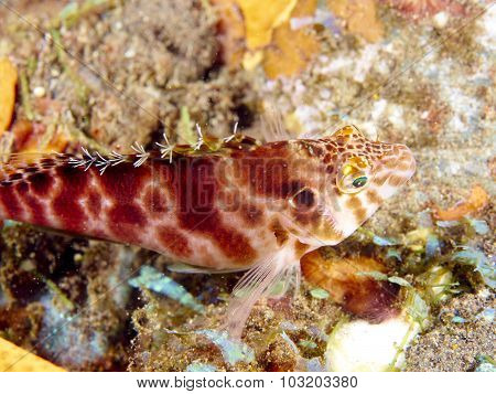 Sharp Headed Hawkfish