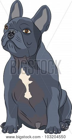 Vector French Bulldog.
