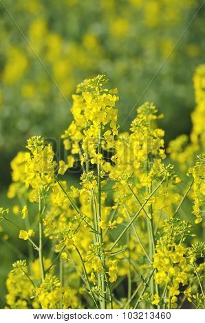 Rapeseed flowers