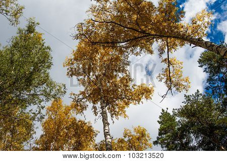 Autumn Forest On The Lake Arakul