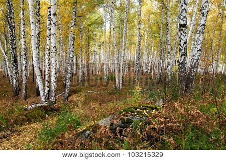 Autumn Forest On The Lake Arakul