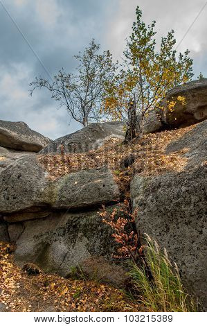 Autumn Forest On The Lake Arakul
