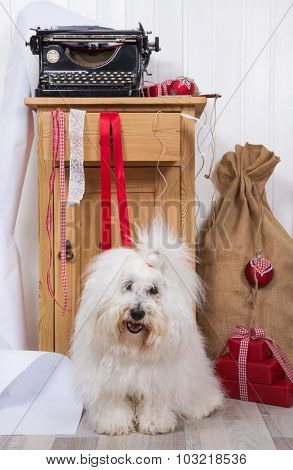 Funny dog at christmas. Purebred Coton de Tulear with wrapping paper for presents on xmas.