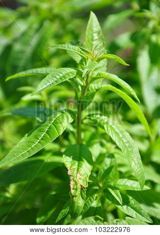 Sweetleaf (stevia Rebaudiana)
