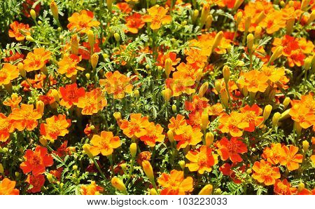 Marigold (tagetes Tenuifolia)