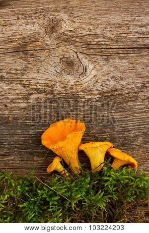 chanterelles