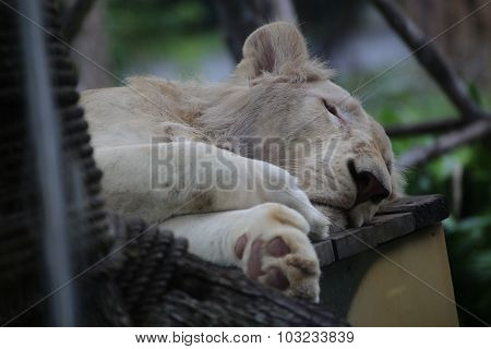 Liger