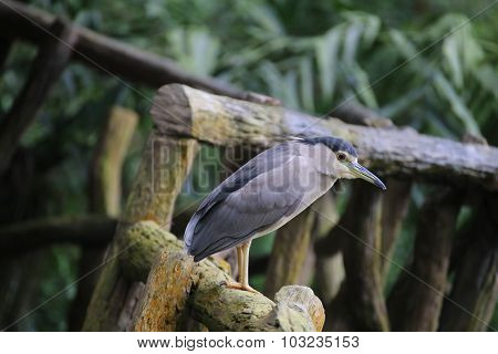 Black crowned Night Heron