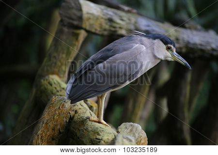 Black crowned Night Heron