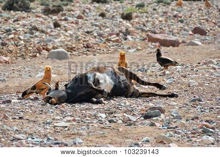 Dead Cow. Murrain