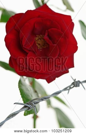 Imprisoned Rose