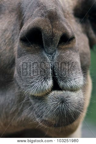 Lama