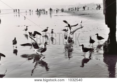 Lintu kahlaa Santa Monica Beach