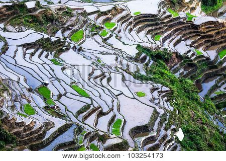 Abstract Rice Terraces Texture With Sky Reflection. Banaue, Philippines