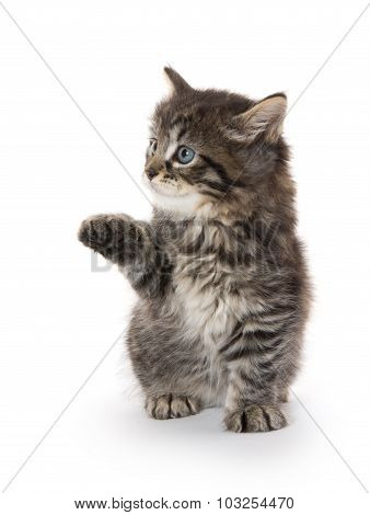 Cute Baby Tabby Kitten On White