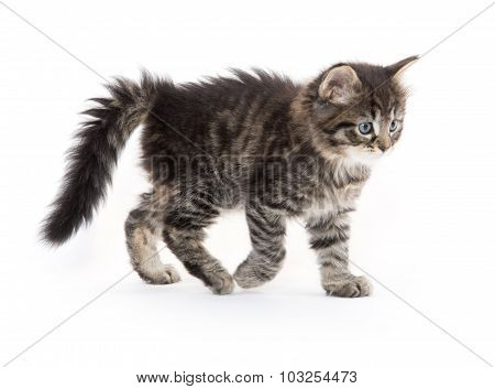 Cute Baby Tabby Kitten On White