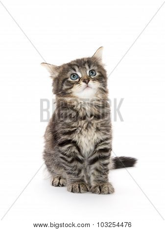 Cute Baby Tabby Kitten On White