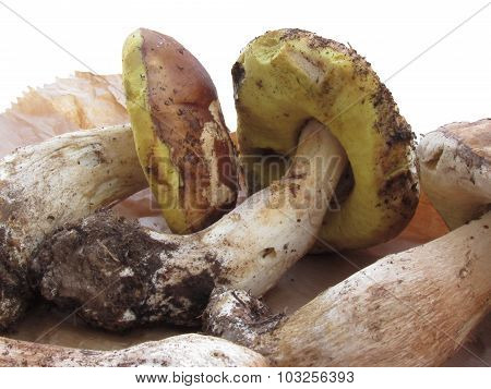 Porcini Mushrooms Isolated On White Background