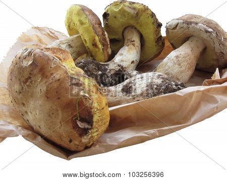 Porcini Mushrooms Isolated On White Background
