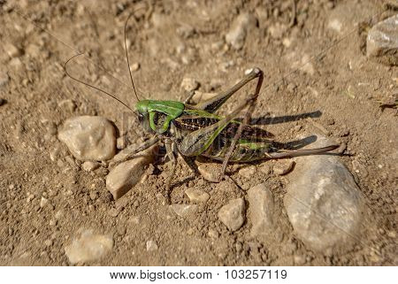 Grasshopper in a ground.