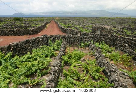 Vignobles en pierre