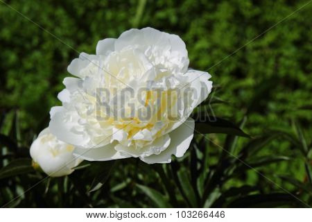 white peonies in the garden