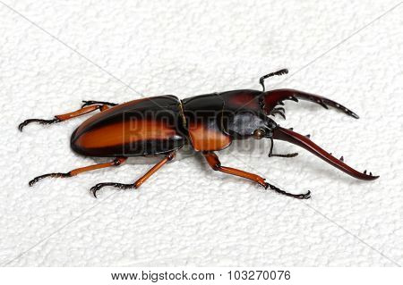 Stag beetle isolated on background