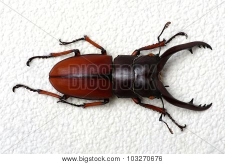 Stag beetle isolated on background