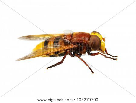 Horsefly isolated on white
