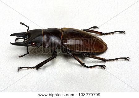 Stag beetle isolated on background