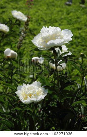 white peonies in the garden
