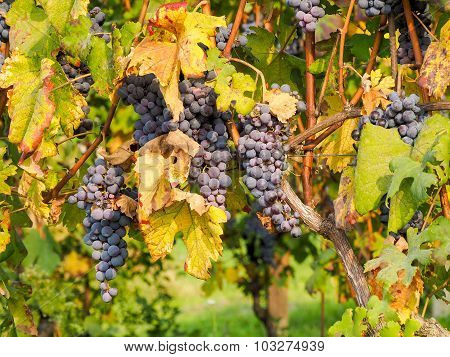 Red Wine Grapes On Vineyard