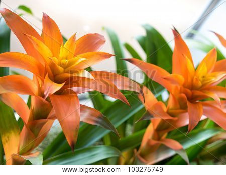 Bromeliads
