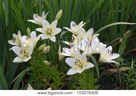 White Lily Flowers In Foliage Closeup
