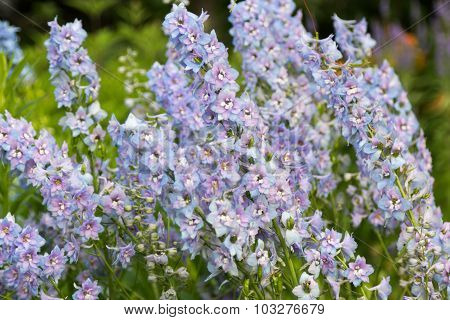 Small Soft Blue Flowers In Foliage Closeup